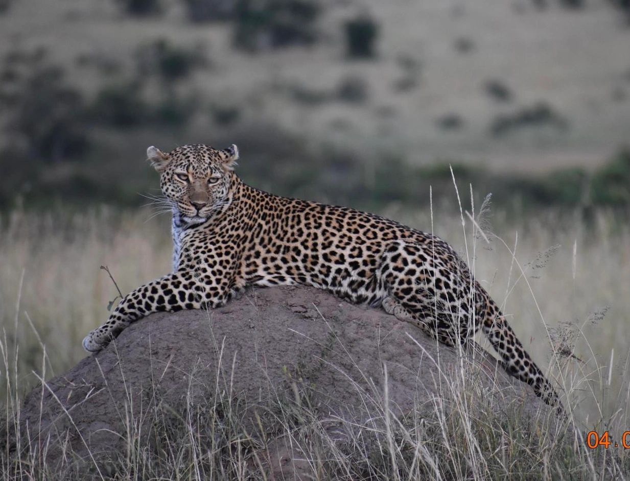Leopard resting on a rock in the Kenyan Maasai Mara — symbolizing the Bindaas mindset of bold, fearless living